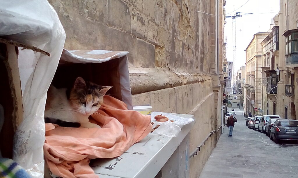 マルタ島の野良猫